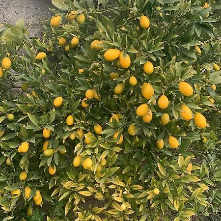 Mas Catalan * Torreilles