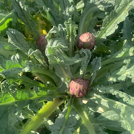 Mas Catalan Ferienhaus