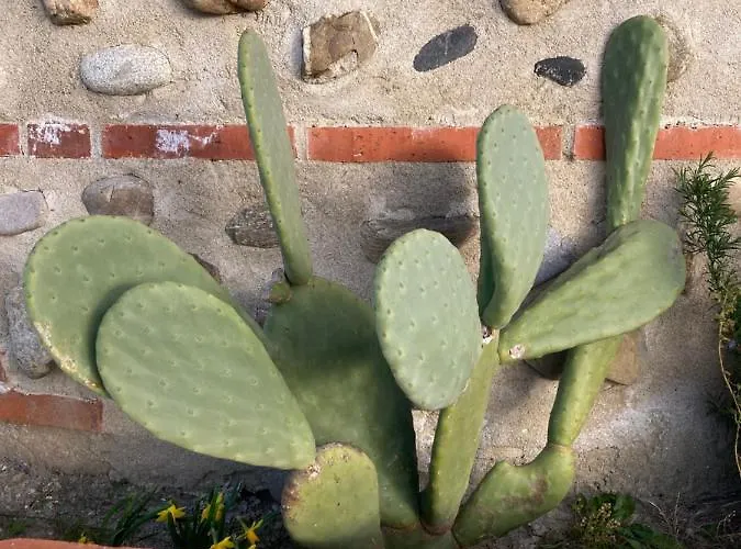 Mas Catalan 托雷伊